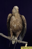 藏品(白尾海鵰)的圖片